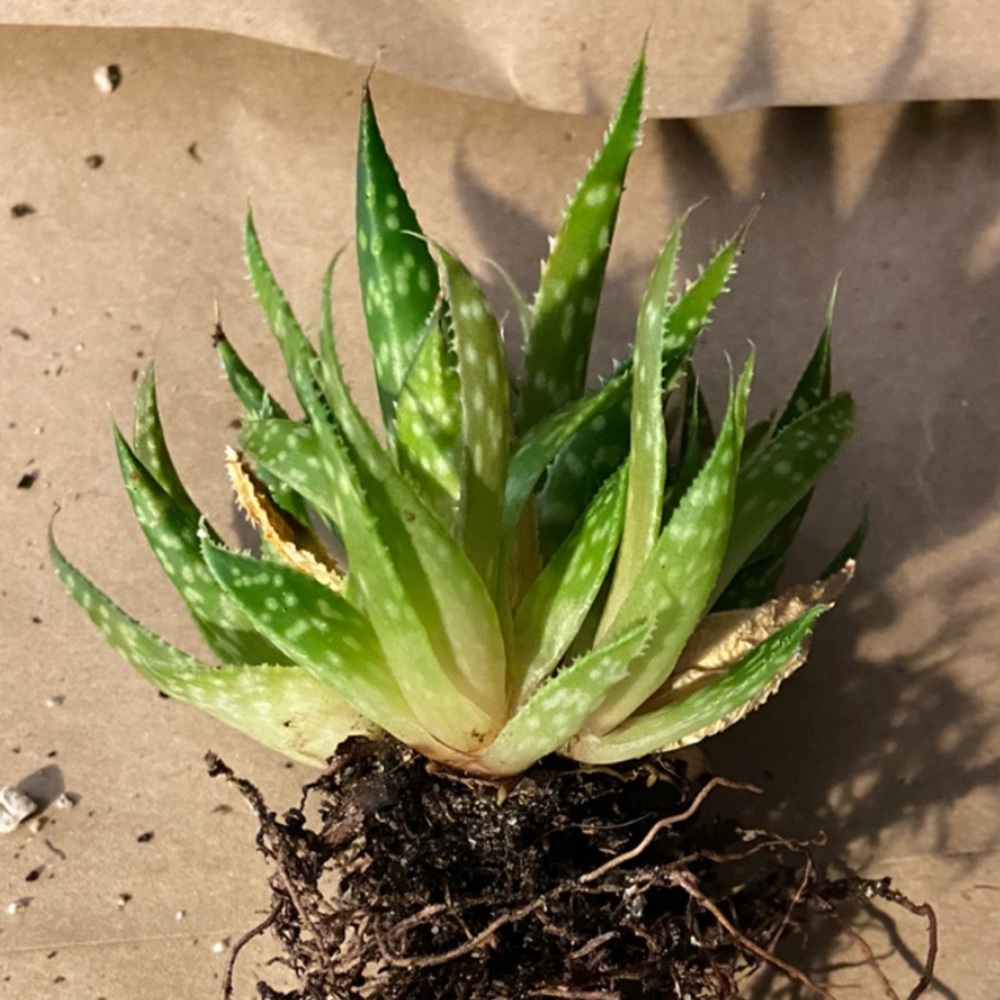 Meet your Posher, Francesca